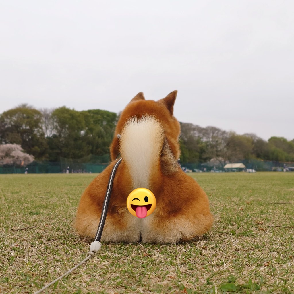 ひなた△わんcamp🎀 tweet media