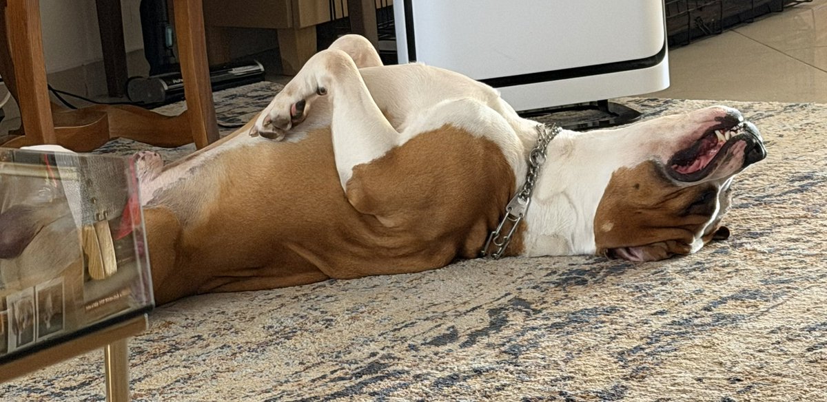 ‘Ο Δελφίνος tweet media