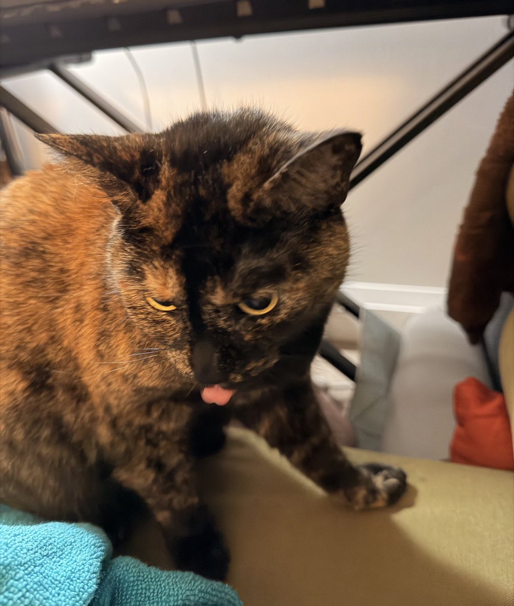 freya (4 yearce oald) tweet media