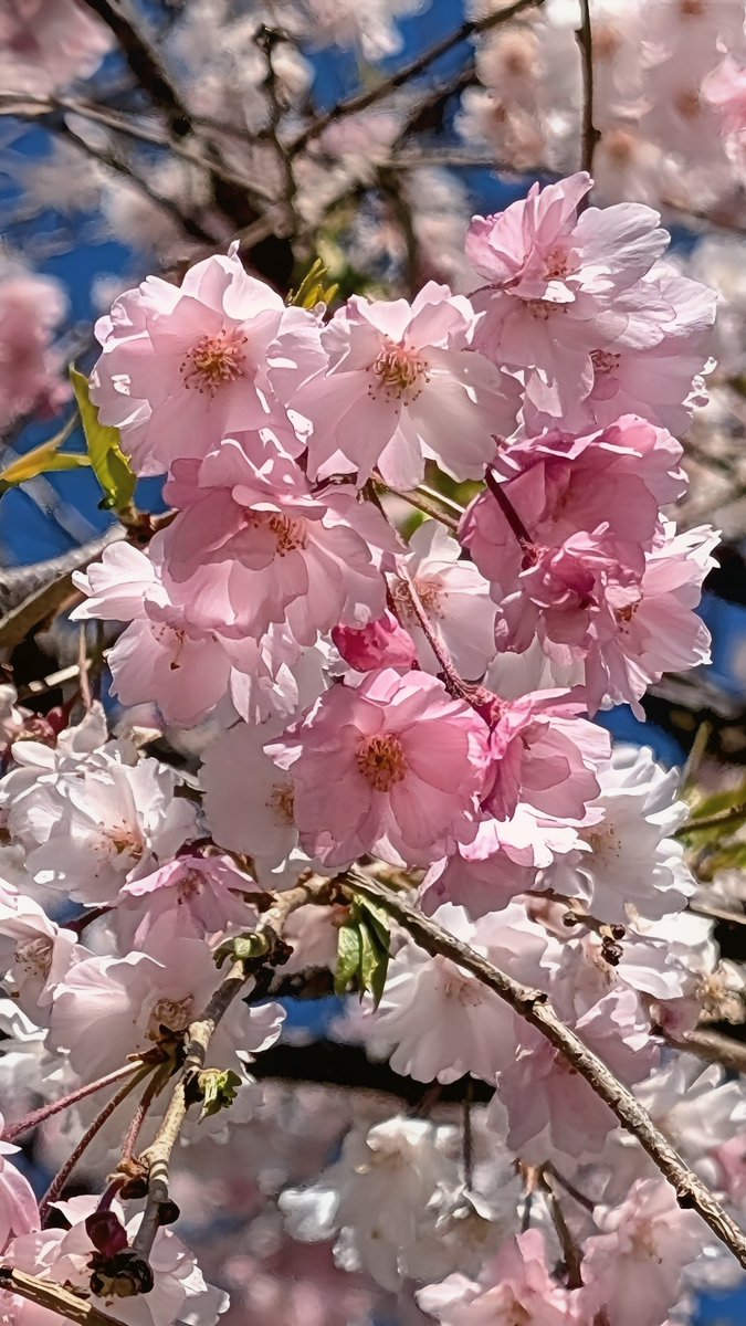 🌺りおん𓆉𓂃.𓈒𖡼𓂂 tweet media