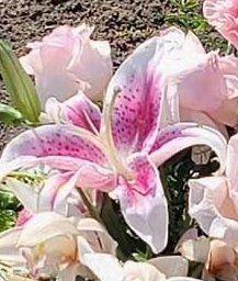 🦋Chib🦋 tweet media