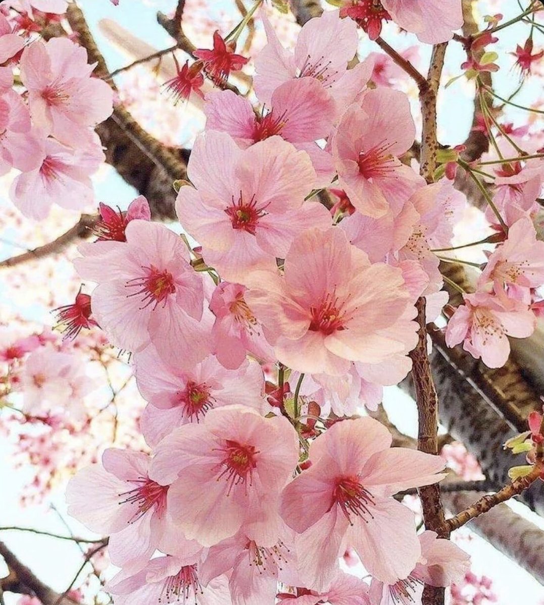 mshafqat72's tweet image. Cherry blossoms, soft whispers of spring, paint the world in fleeting shades of pink and white. 🌸

Their beauty reminds us to pause, to cherish the moment, and to find joy in life’s gentle, passing wonders.

#CherryBlossom #SpringVibes #NatureBeauty #Moments