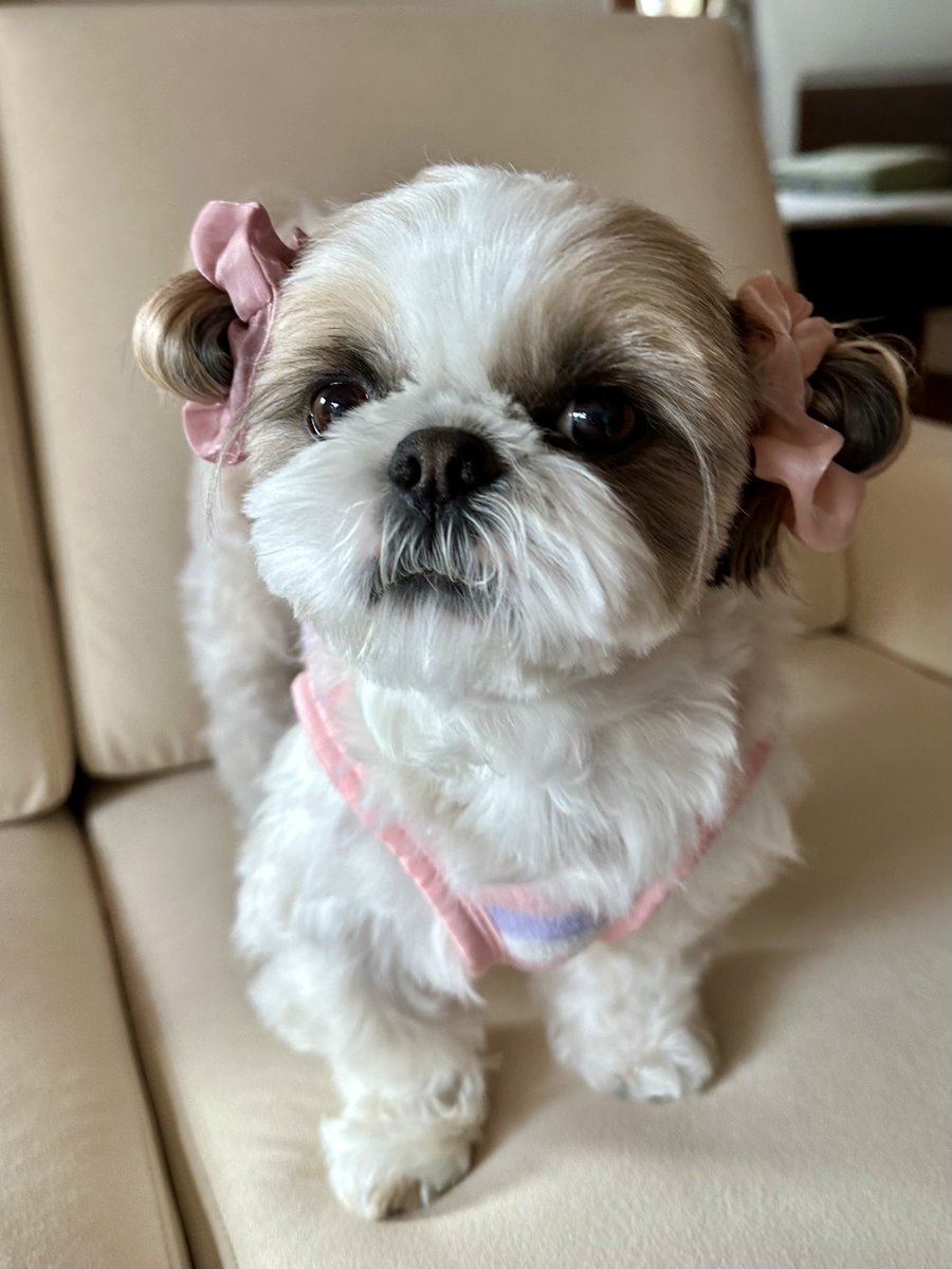 シーズー🐶華ちゃん🌺 tweet media