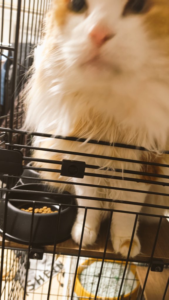 ぽっぽ tweet media