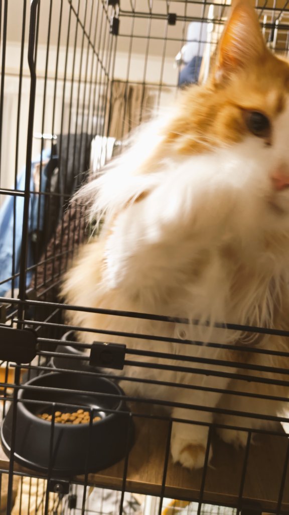 ぽっぽ tweet media