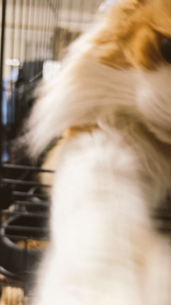 ぽっぽ tweet media