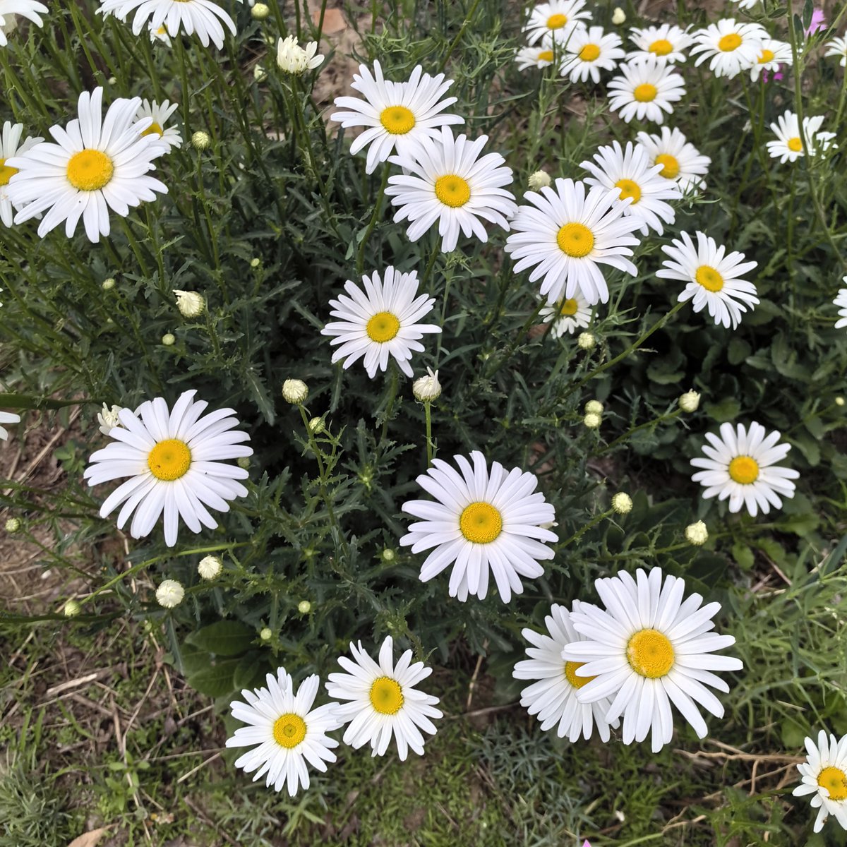 Рома Слободянюк tweet media