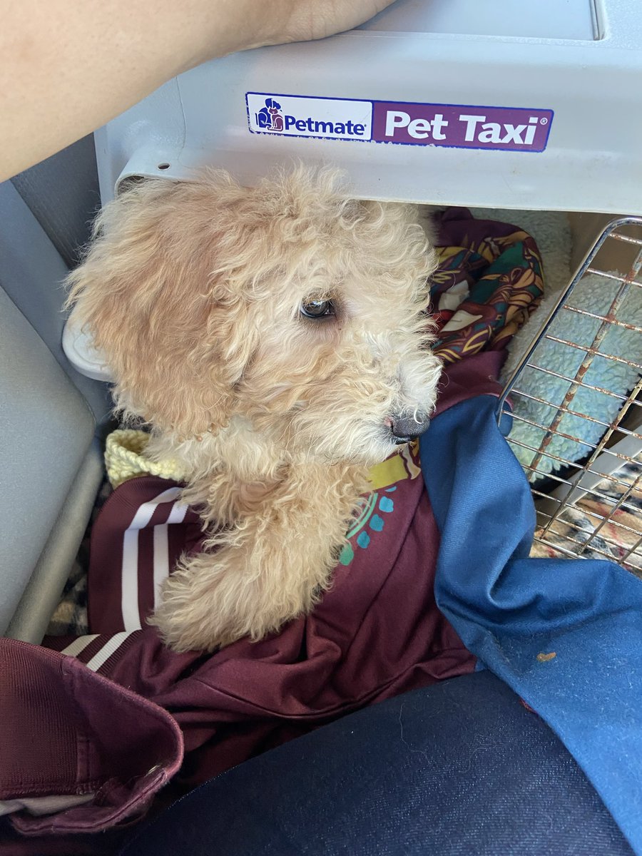 7 | Bahamut Versa tweet media