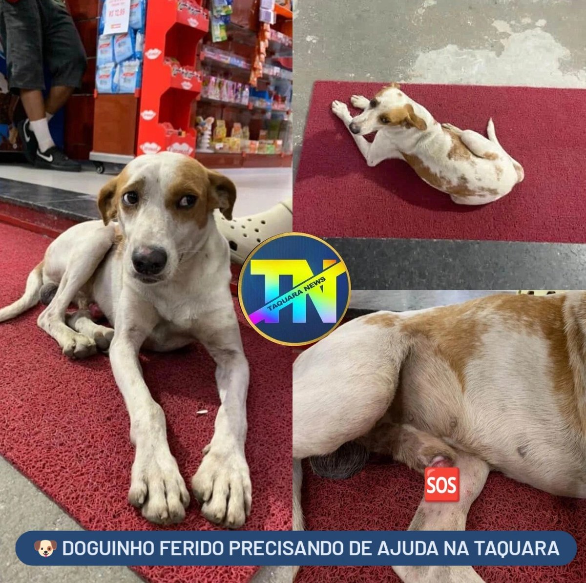 Taquara News tweet media