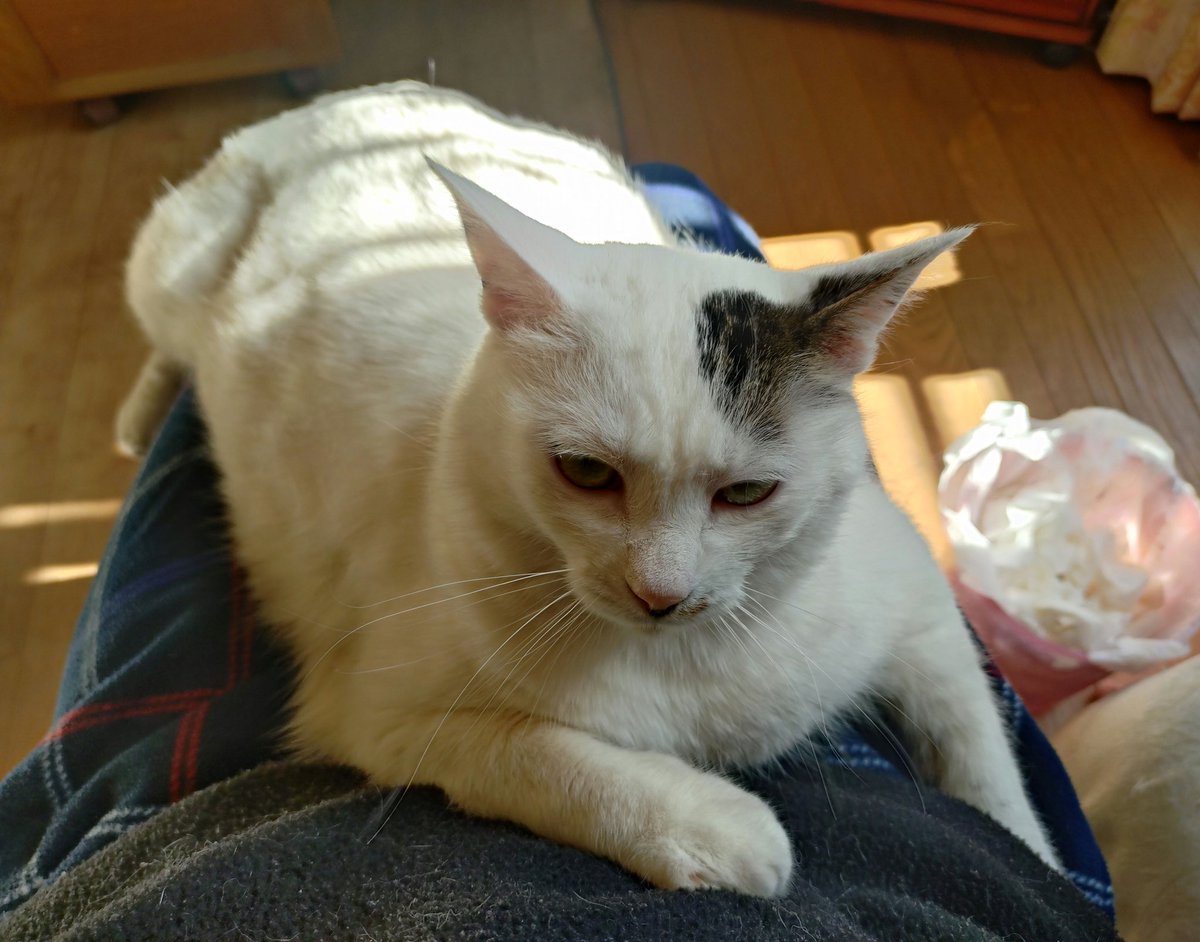 Jaguar X tweet media