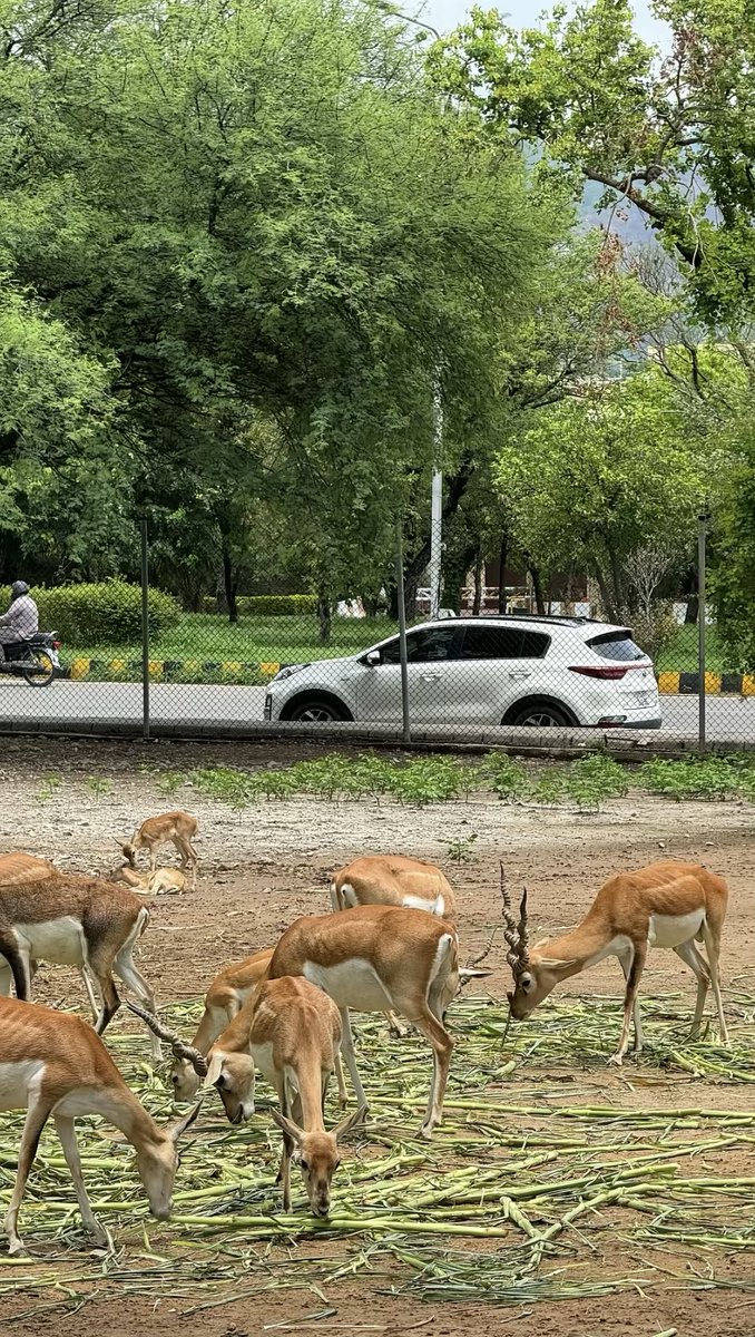 رُمح 🎯 tweet media