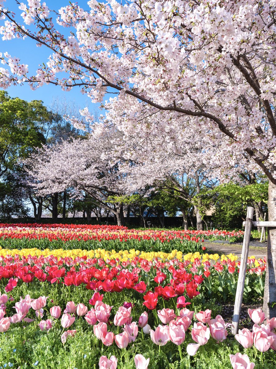 𝚋𝚒𝚛𝚍 tweet media