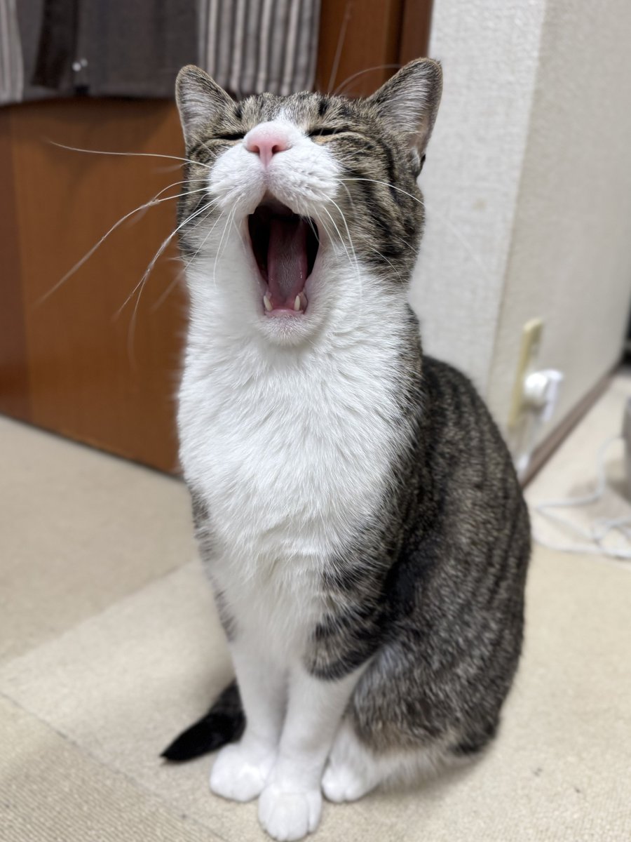 ぎんのねこ tweet media