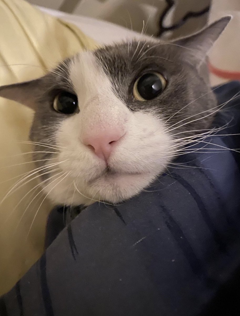 Daily Cat Posting tweet media