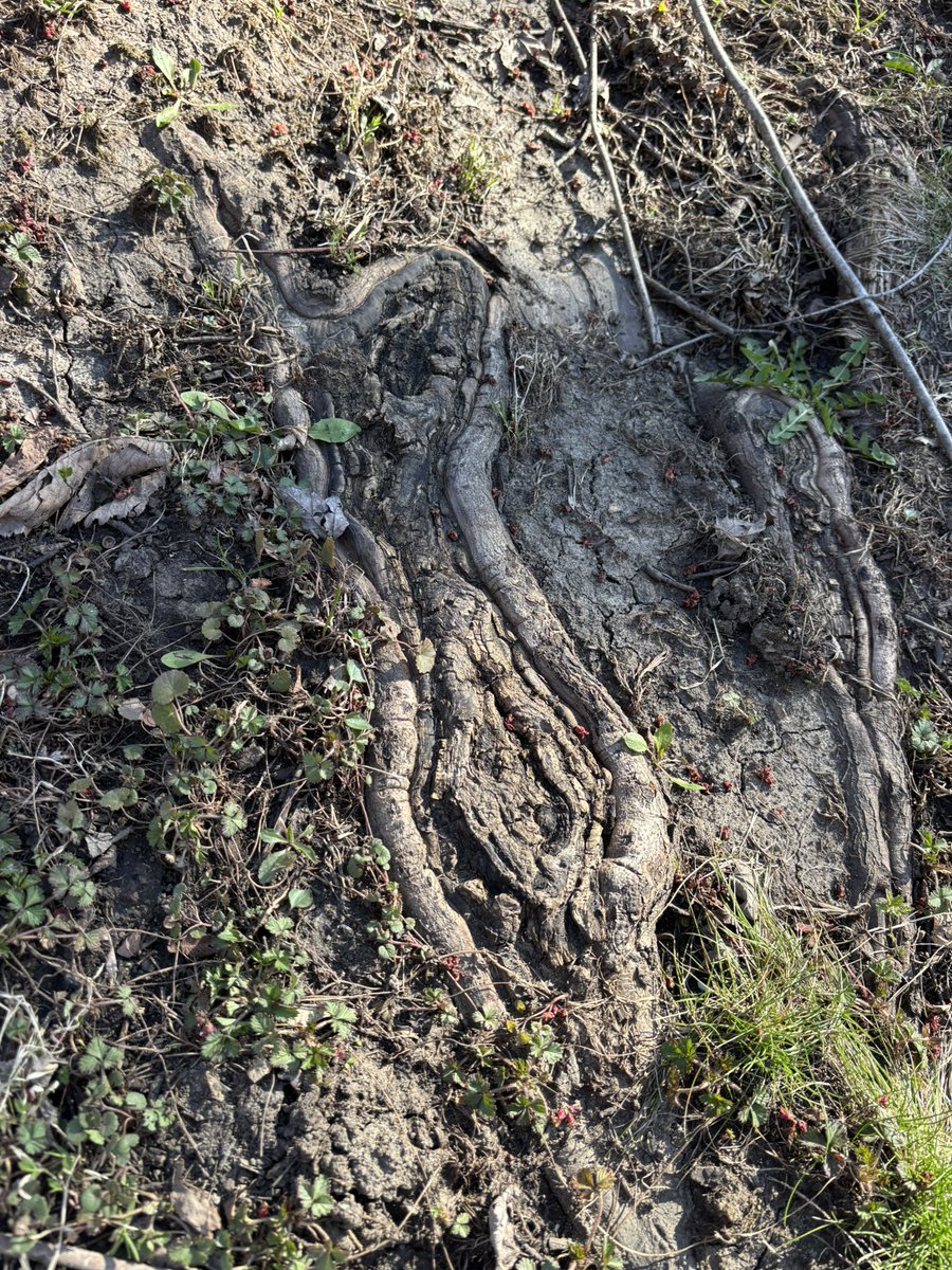 Dr. Kitten Musk, PhD tweet media