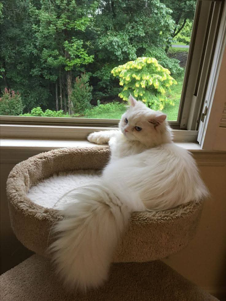 Purely Green tweet media