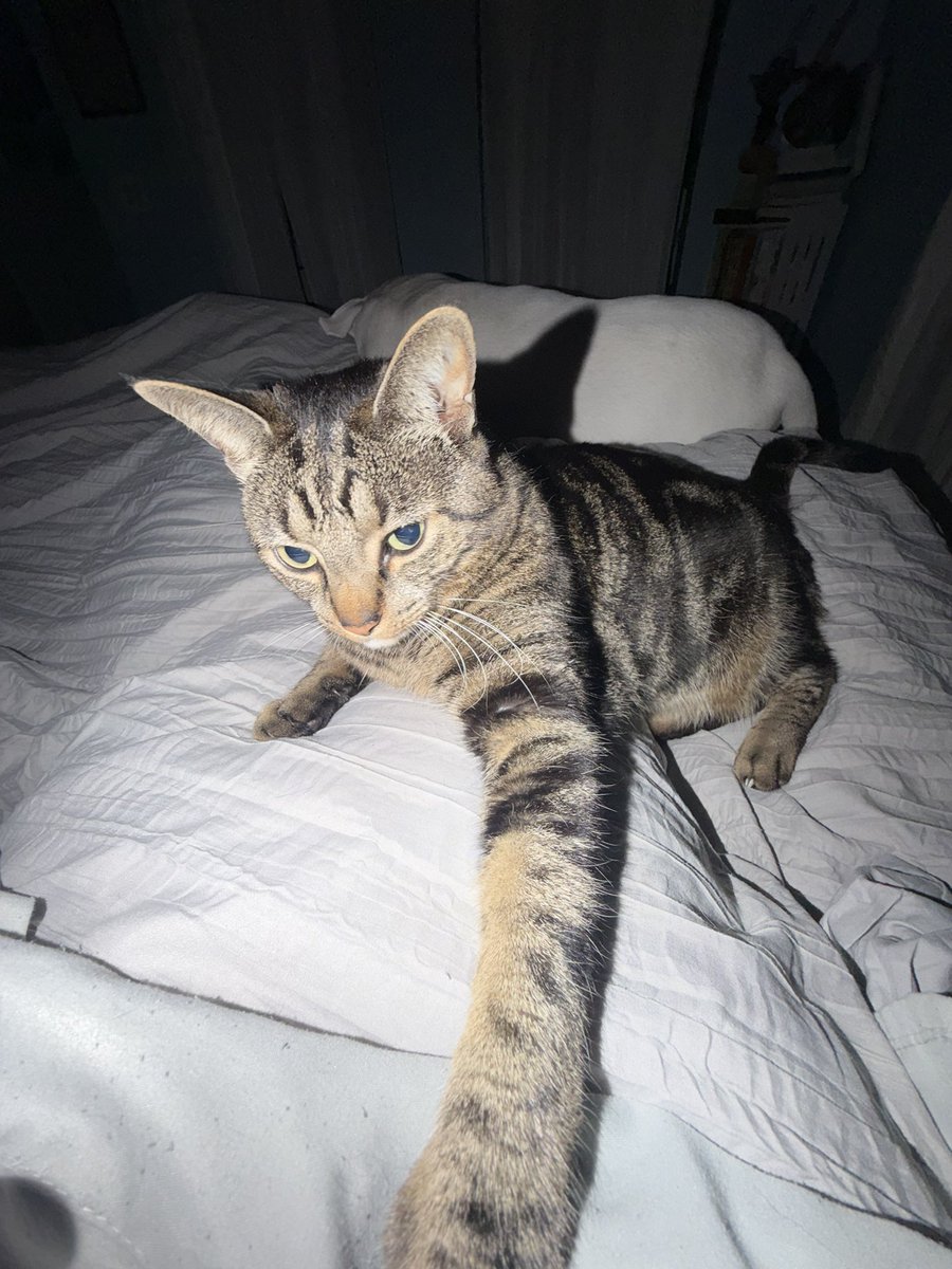 God Bless America tweet media