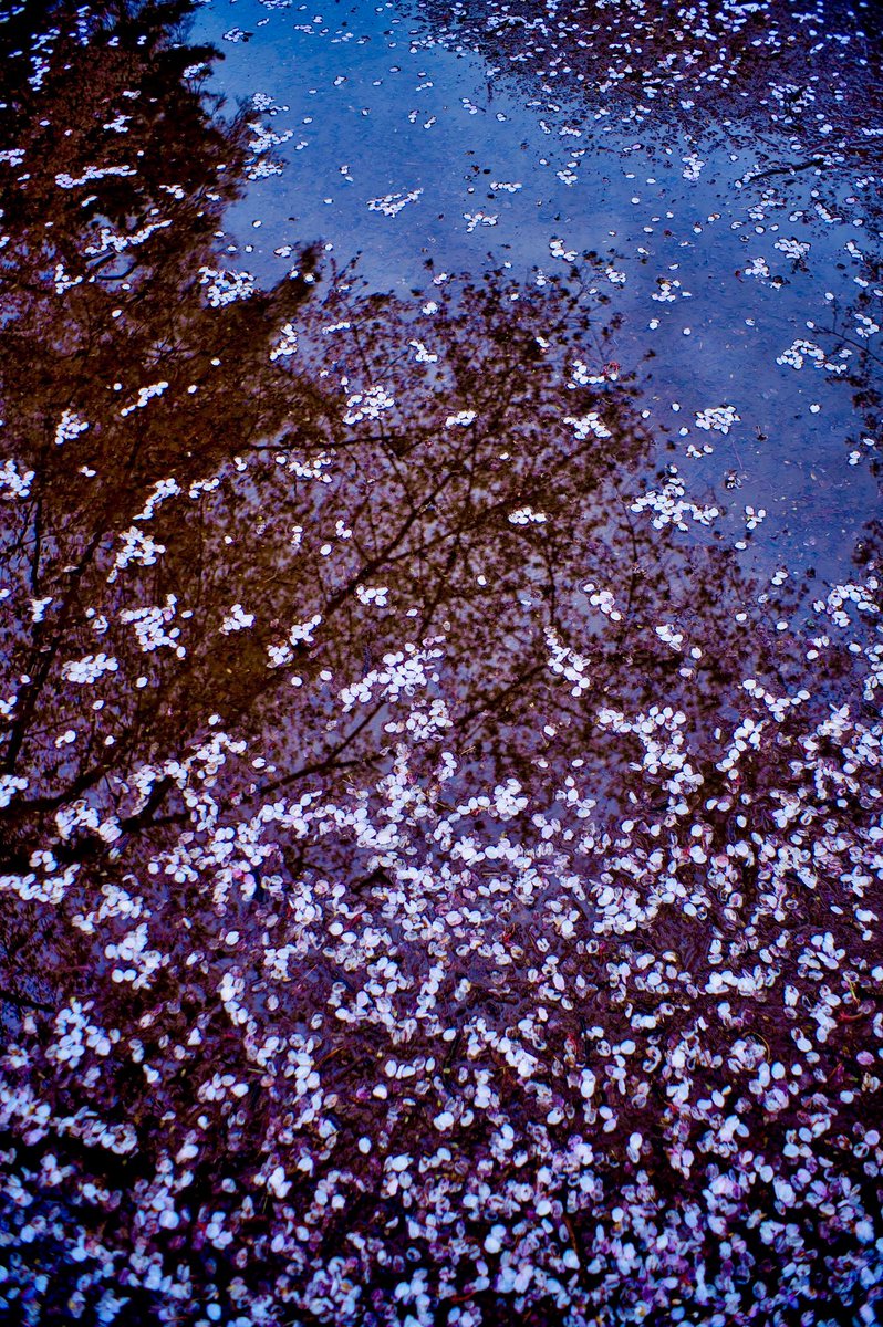 sunyeyes(サニーアイズ) tweet media