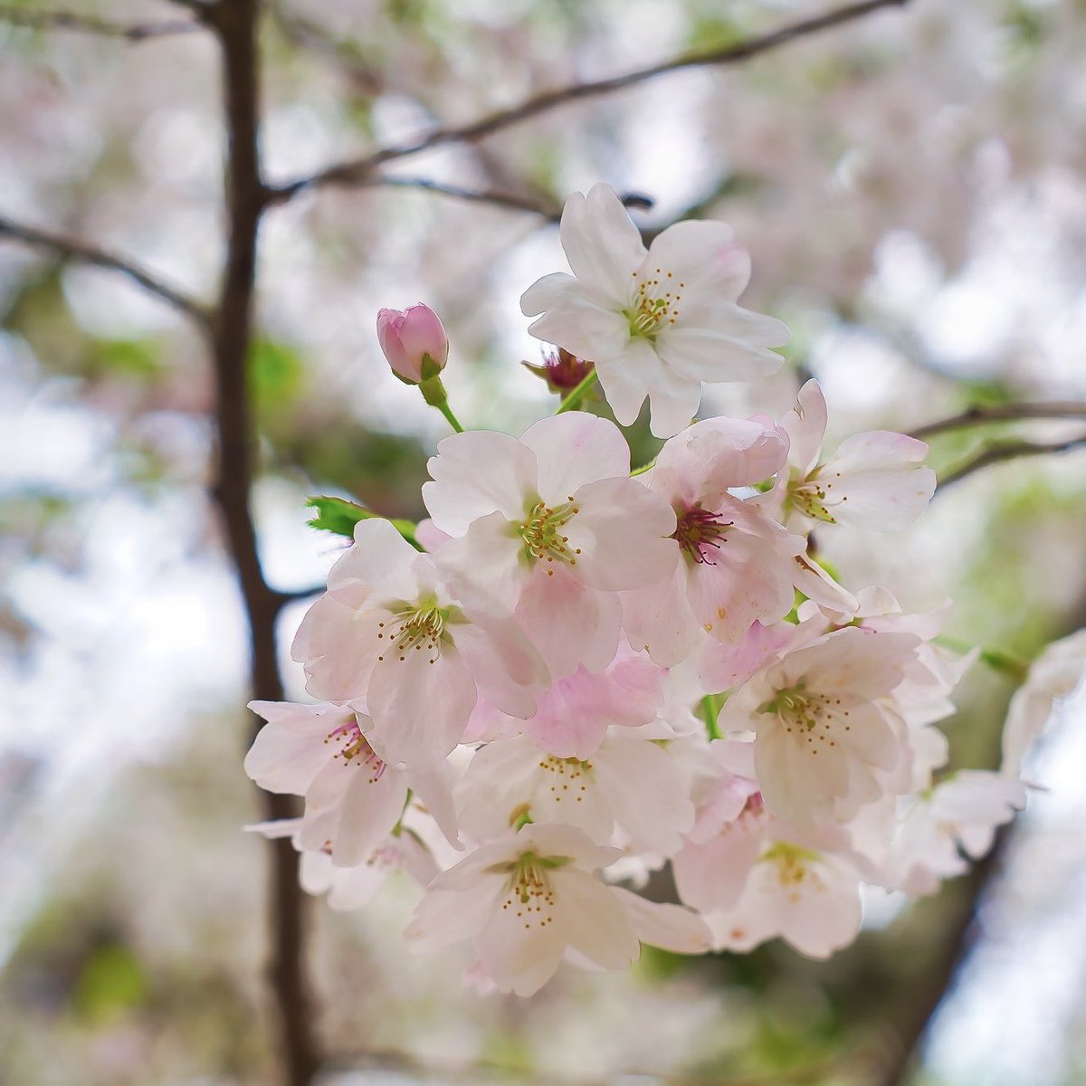 sunyeyes(サニーアイズ) tweet media