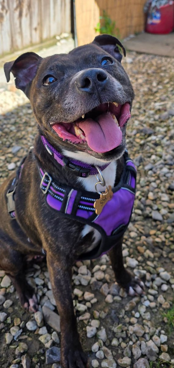 Senior Staffy Club Dog Rescue tweet media