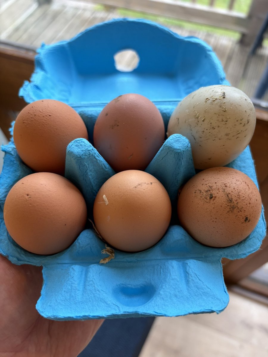 Peter Mick tweet media