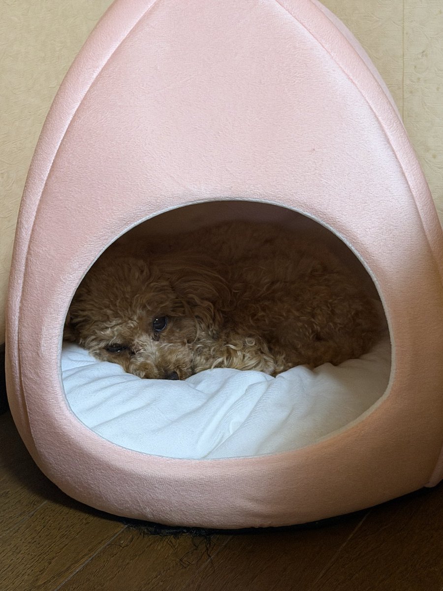 つー坊🍊 tweet media