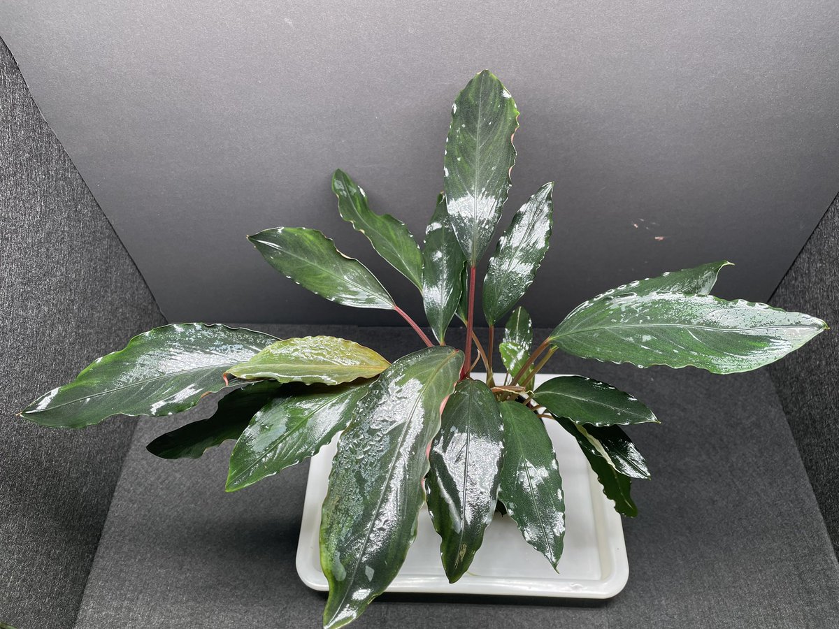 BuceRoom tweet media