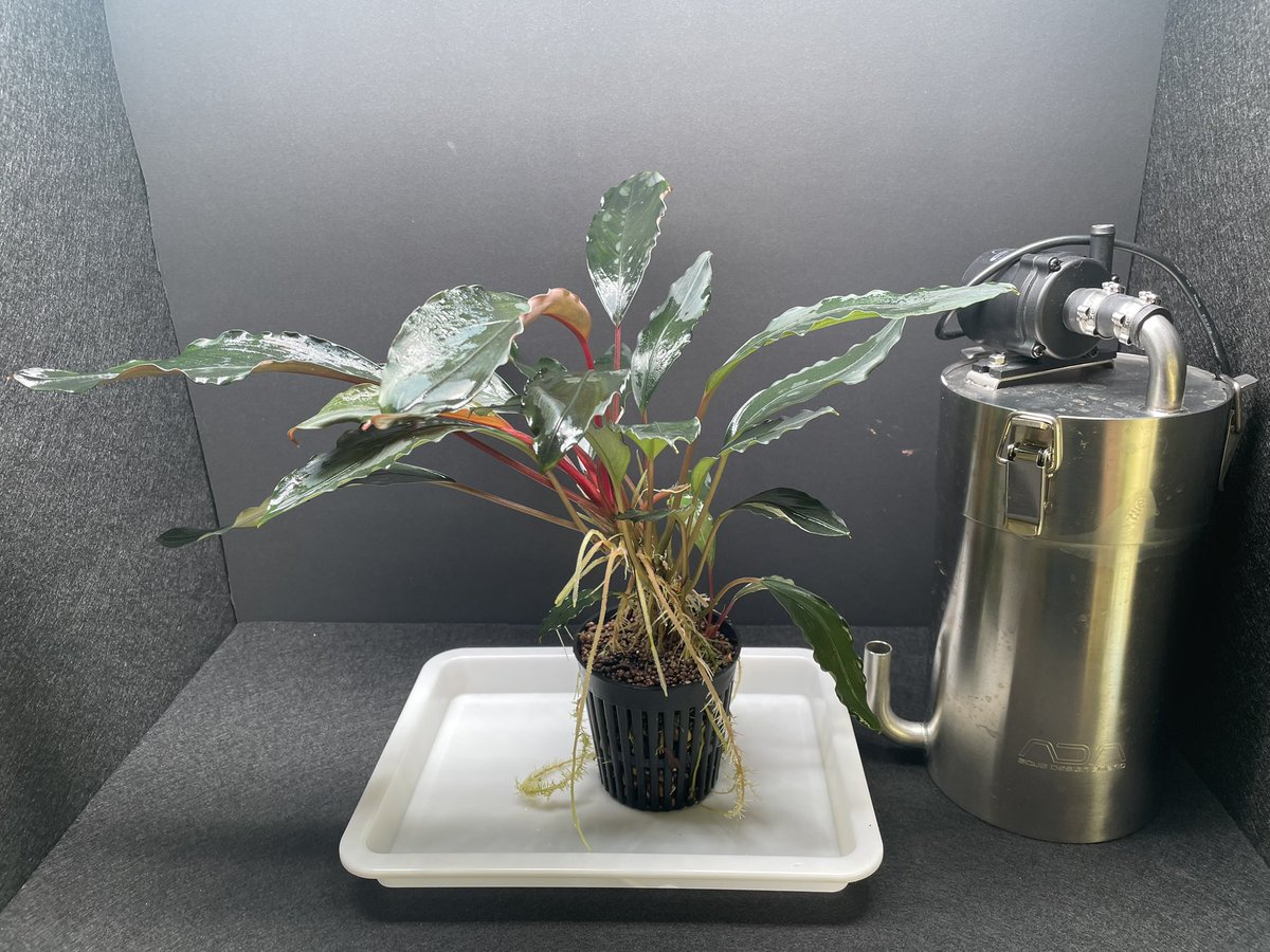 BuceRoom tweet media