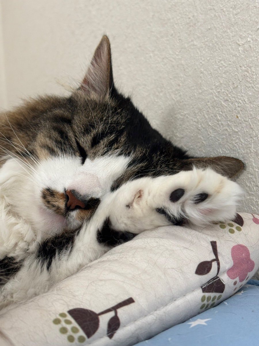 カロン・セギュール tweet media