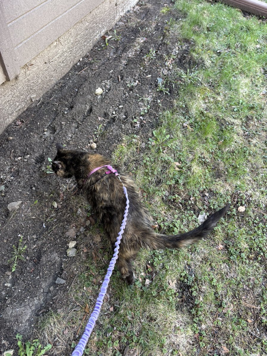 Dr. Kitten Musk, PhD tweet media