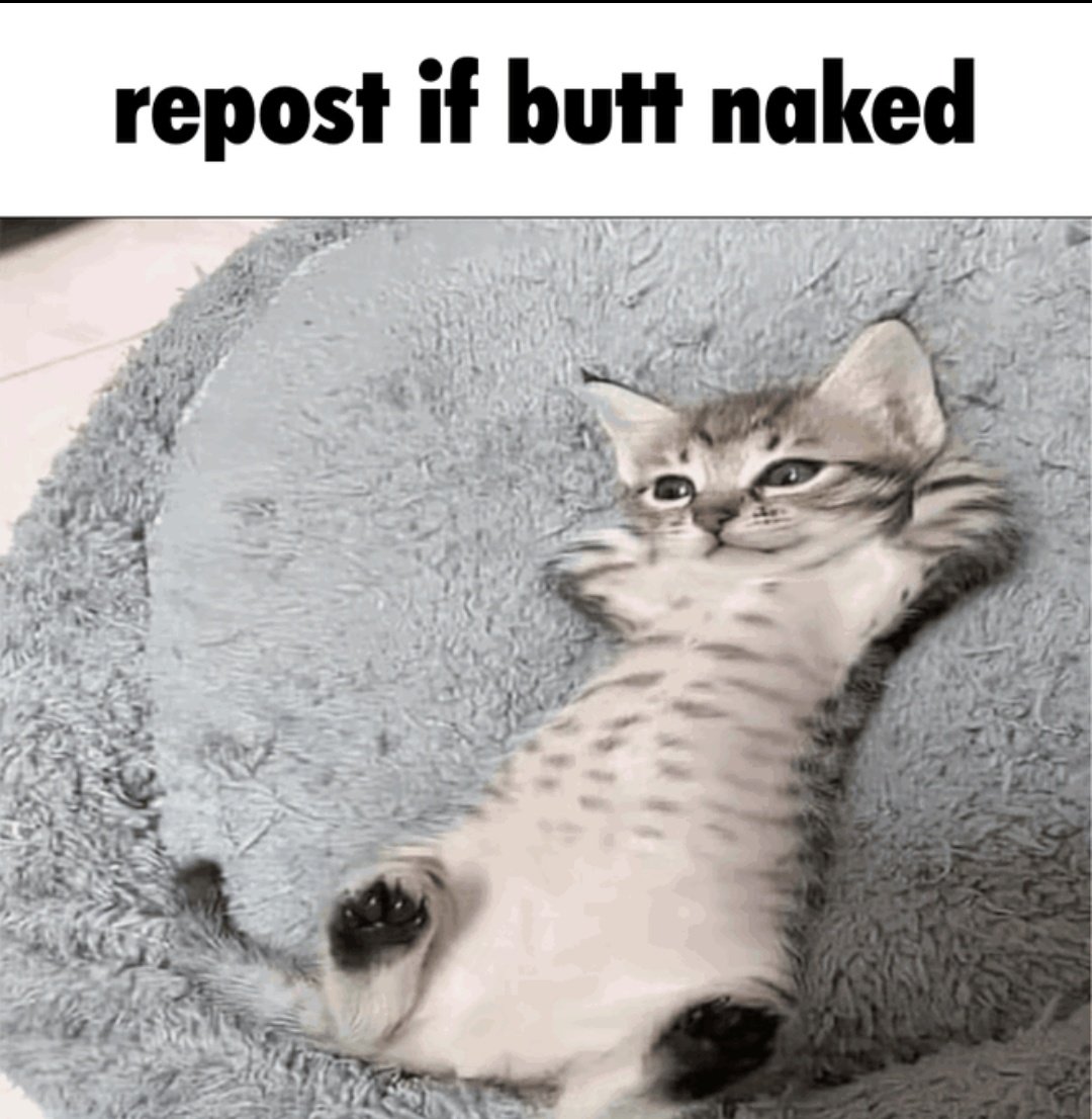 MaikMiau tweet media