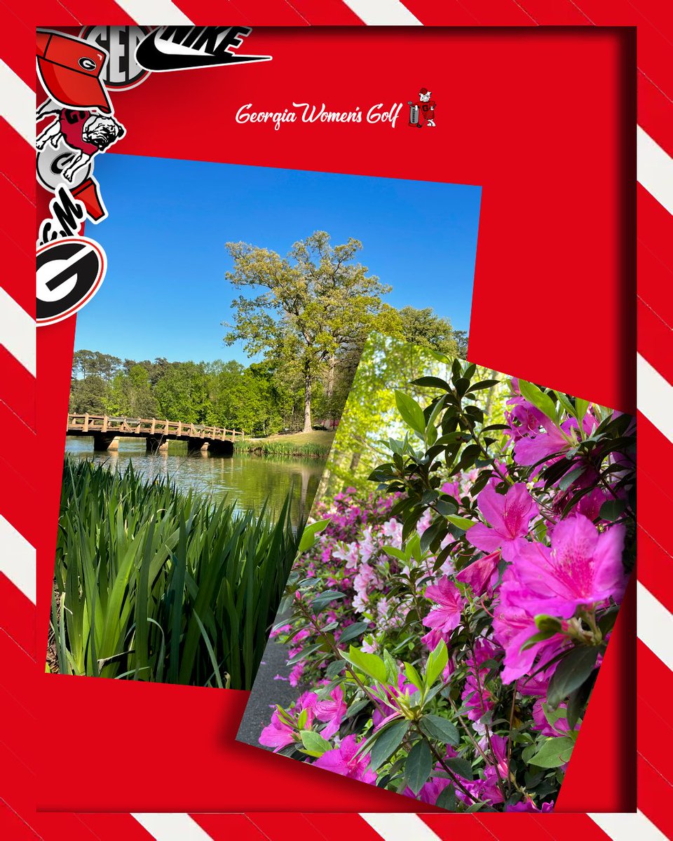 Georgia Women's Golf tweet media