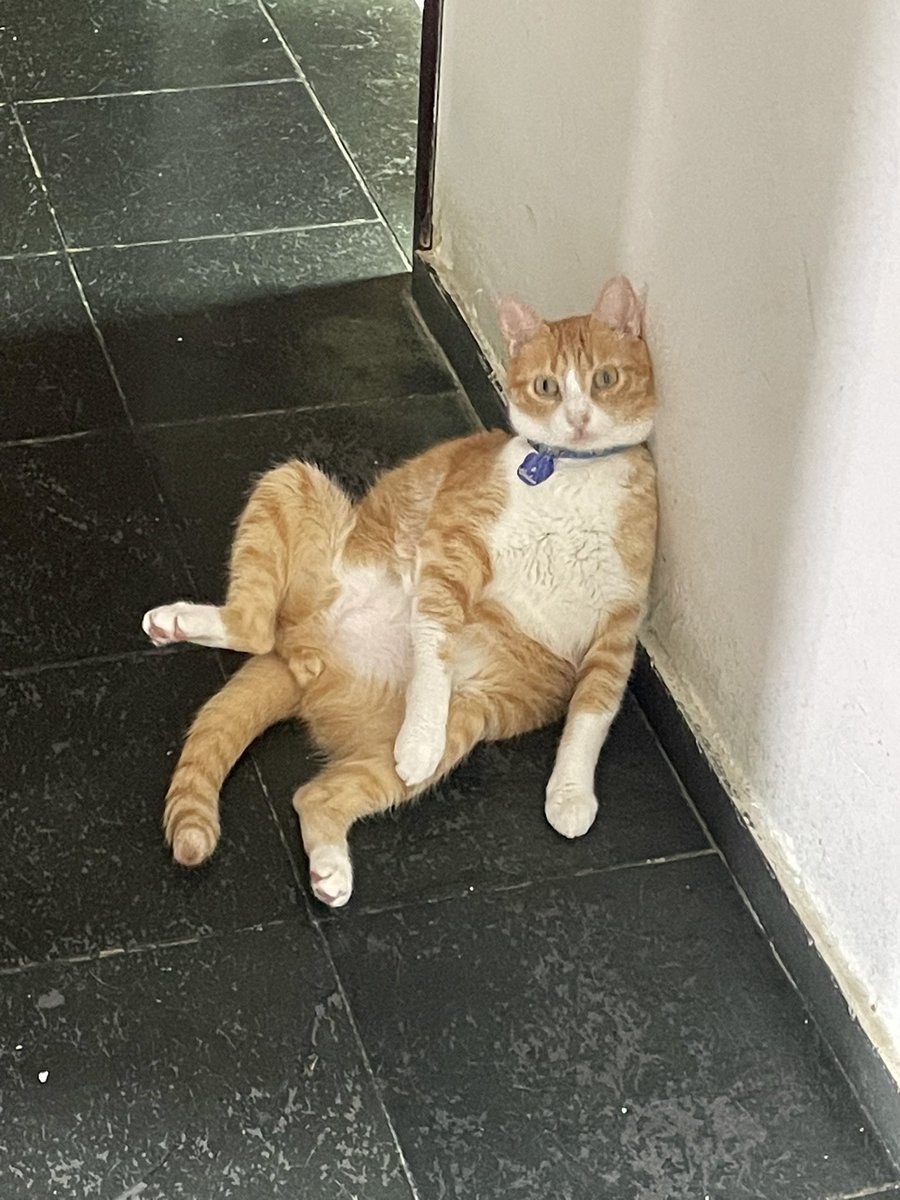 factslari's tweet photo. @pterodaphs Essas BELDADES foram abandonadas na porta da minha casa https://t.co/wWqvurgnJx