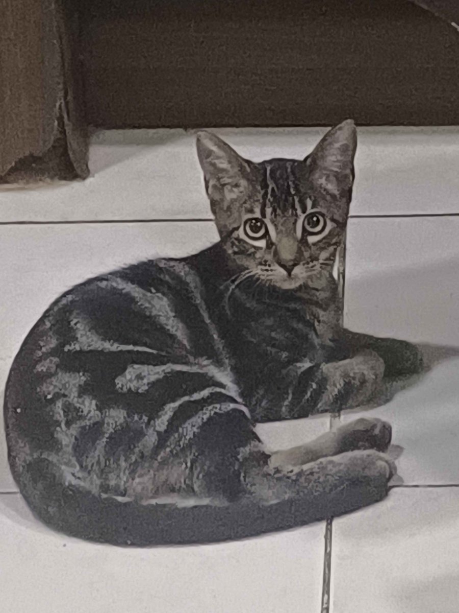 Ikumisaurus Rex tweet media