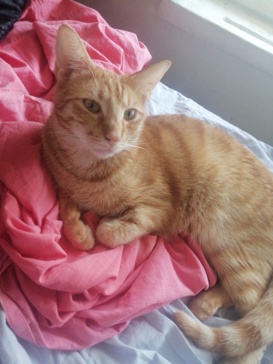 Catslovers tweet media