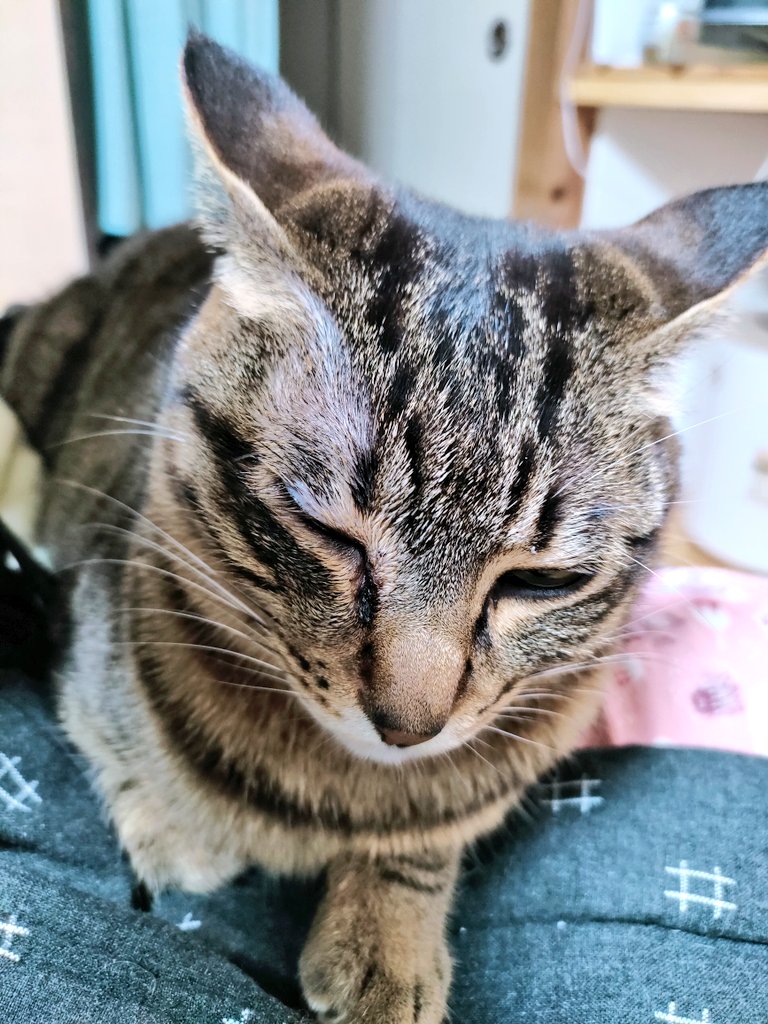 グヌちゃん🐈‍⬛、軽い角膜炎。
目薬さすの難しいだろうなーと思ってたら、塗り薬を処方された！1日2回目に塗り込んでます
#キジ猫 #譲渡猫