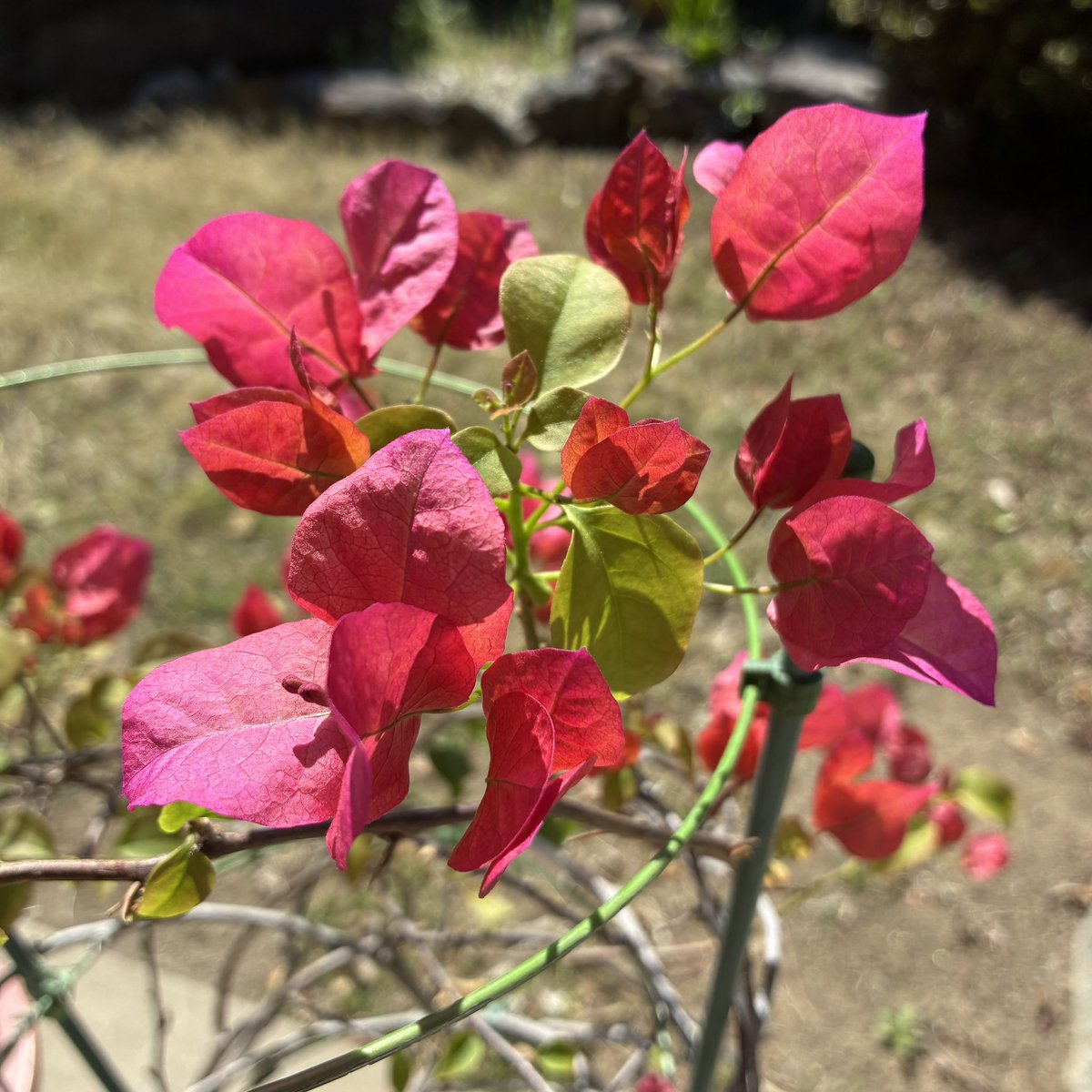 villeab's tweet photo. おはようございます😃

桜は散り始めましたがブーゲンビリアが咲き始めました〜
いつもより少し早めです。
7月くらいまで楽しめそうです。

お仕事の方もお休みの方も良い一日を💕 https://t.co/FAeD48aHwT