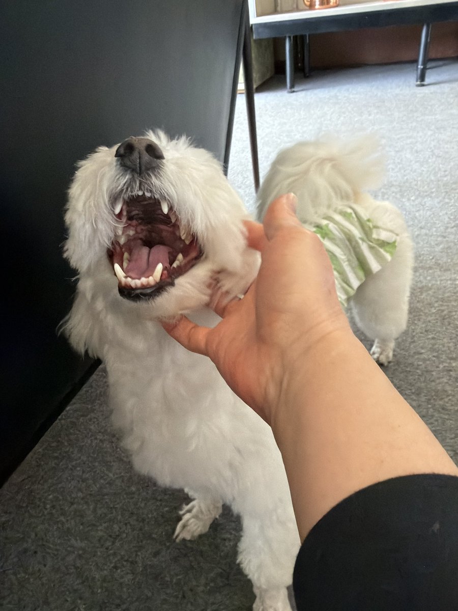 よーこ🔥 tweet media