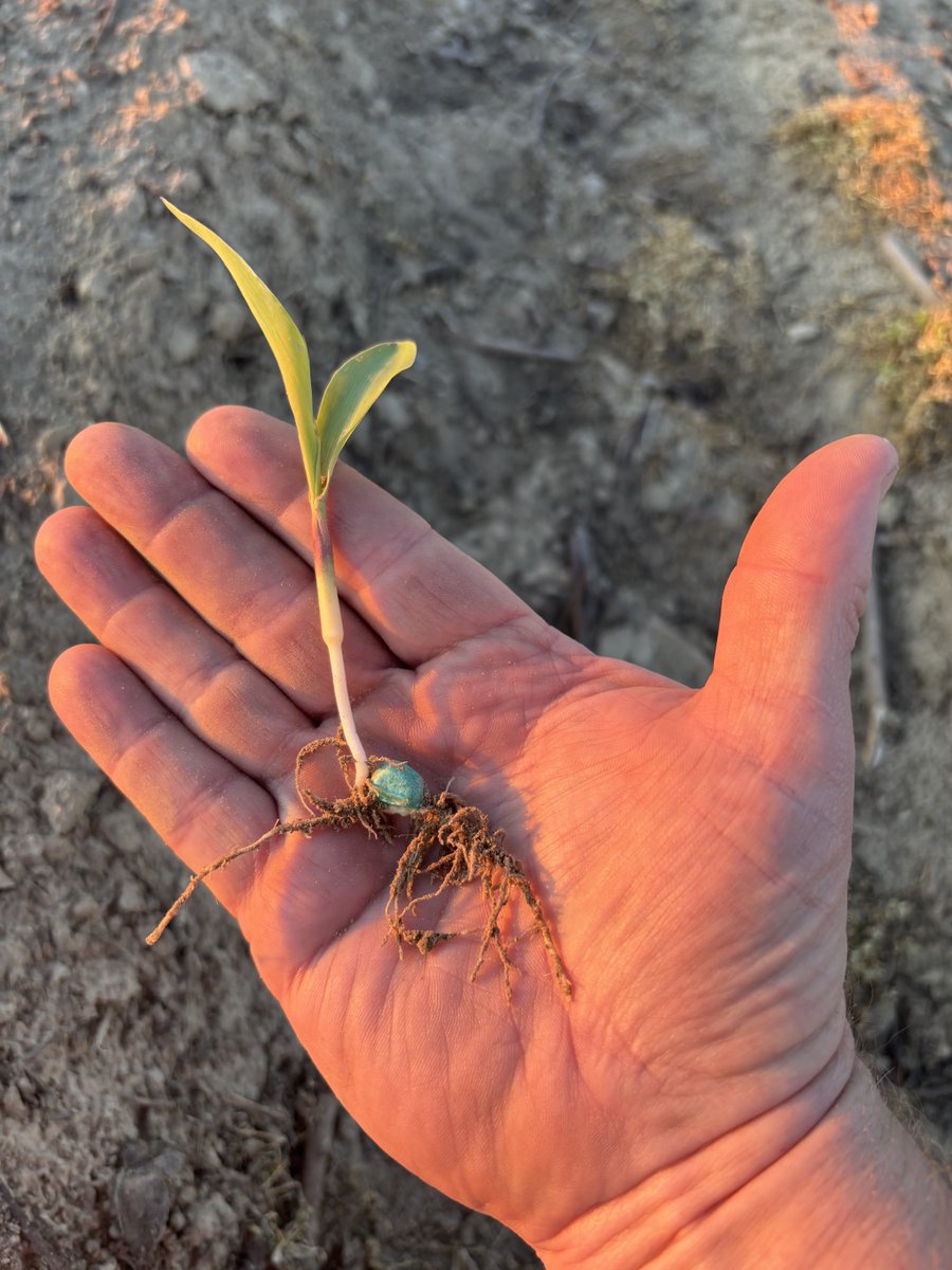 pivotbio's tweet image. 10 day old G3 corn starting strong in the Mississippi Delta!

#plant26 #fertilizer #nitrogen #farming #farmtok