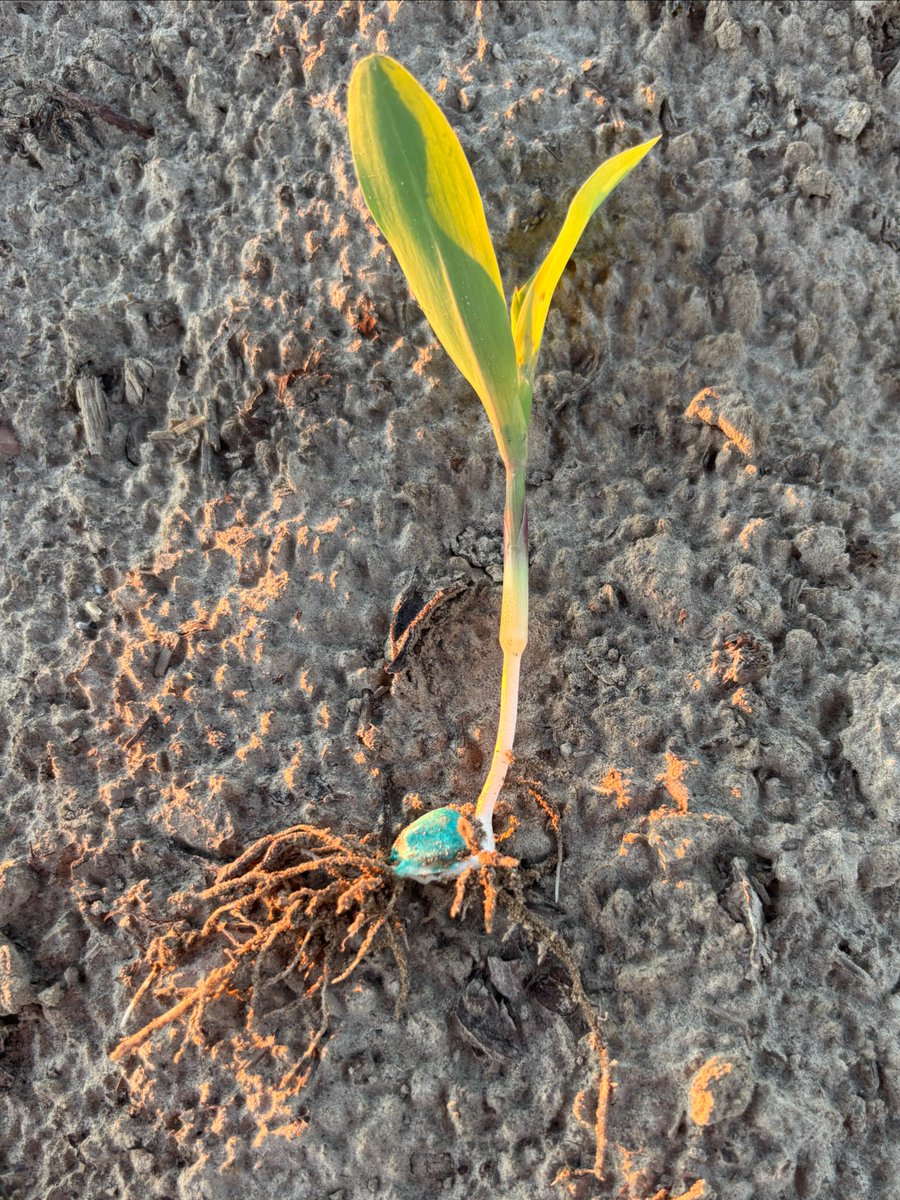 pivotbio's tweet image. 10 day old G3 corn starting strong in the Mississippi Delta!

#plant26 #fertilizer #nitrogen #farming #farmtok