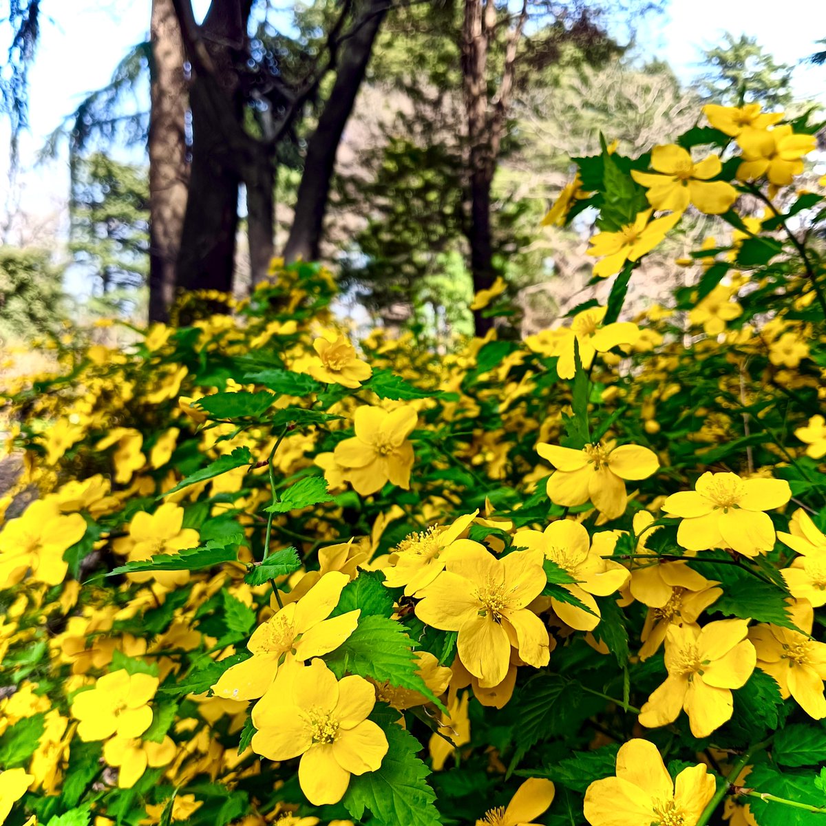 おはようございます☀
今の所晴天の都内ですが、天気は下り坂で明日は雨⇒明後日は夏日の予報🌼
今日は「鍼灸の日」これ最後の手段で、ケロリと神経痛が引く！⚡️
本当は鍼灸中心にしたいけど、費用が…💴なんか万度服薬するより良い様な気もするけど、複雑な世界みたいね🙎
皆様、今日も良い一日を！😊