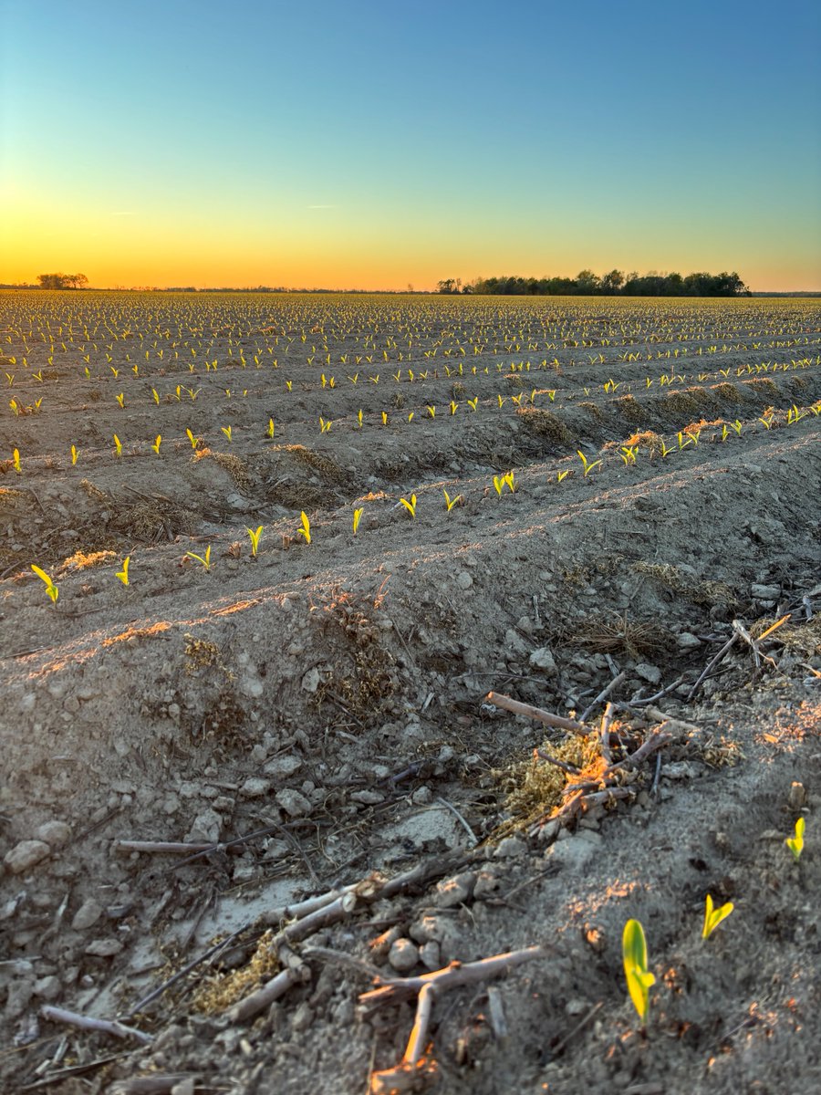 pivotbio's tweet image. 10 day old G3 corn starting strong in the Mississippi Delta!

#plant26 #fertilizer #nitrogen #farming #farmtok