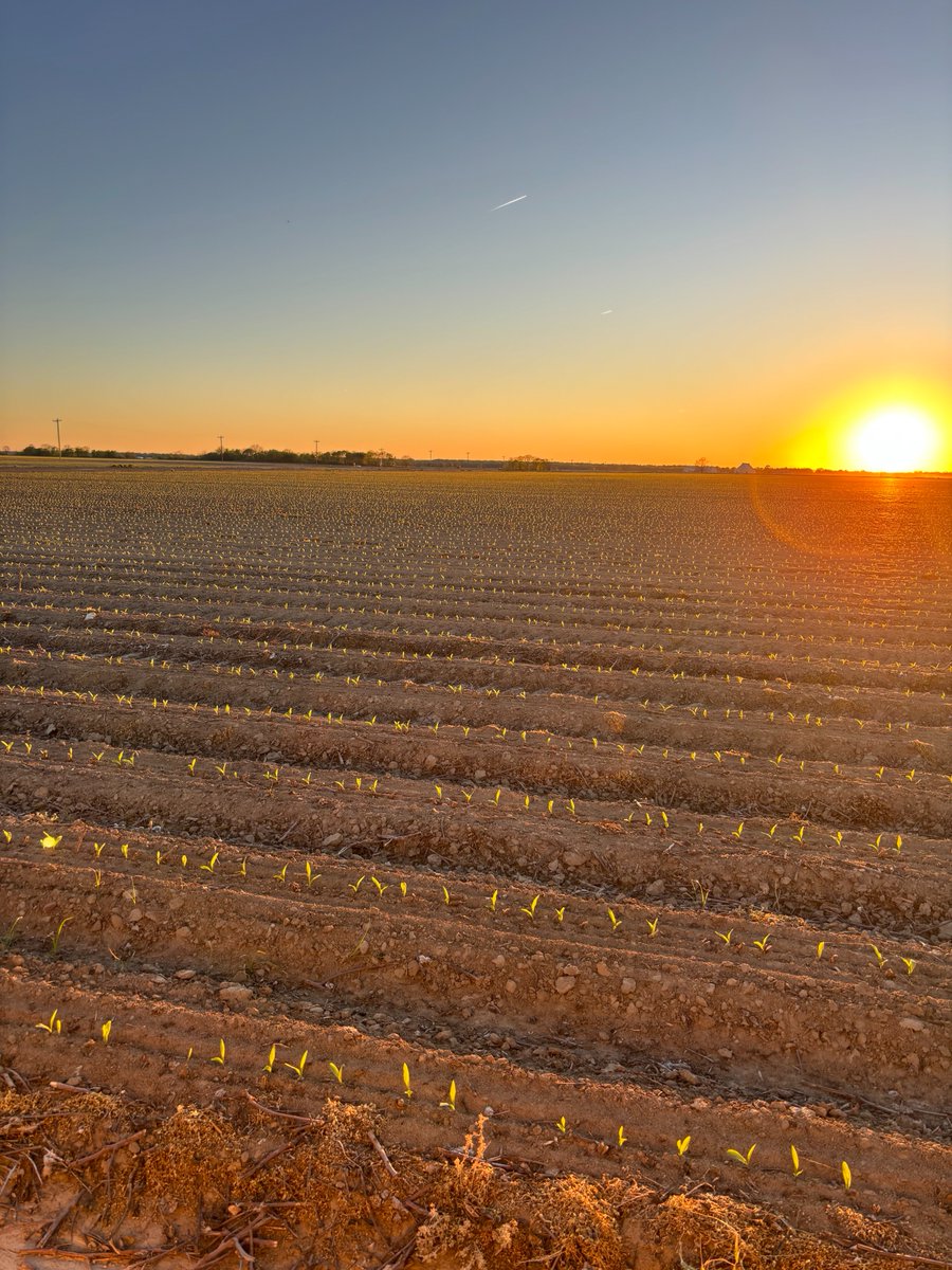 pivotbio's tweet image. 10 day old G3 corn starting strong in the Mississippi Delta!

#plant26 #fertilizer #nitrogen #farming #farmtok