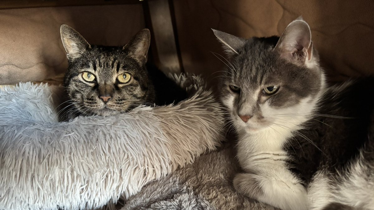 ササキオーモリ tweet media