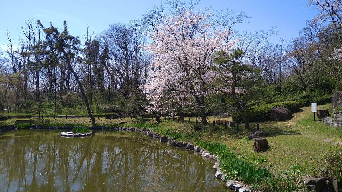 焔 さくら tweet media