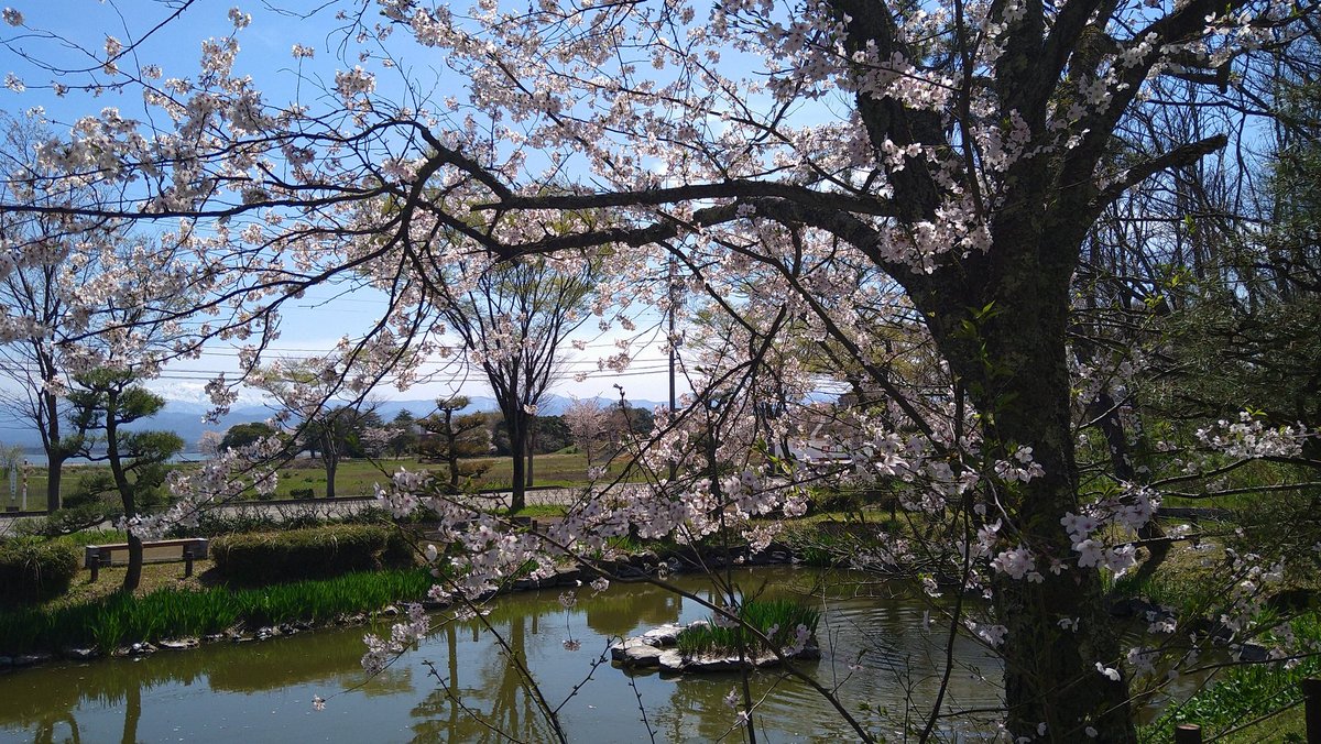 焔 さくら tweet media