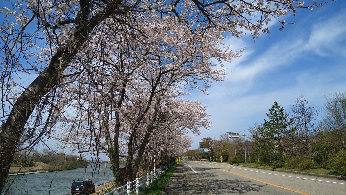 焔 さくら tweet media