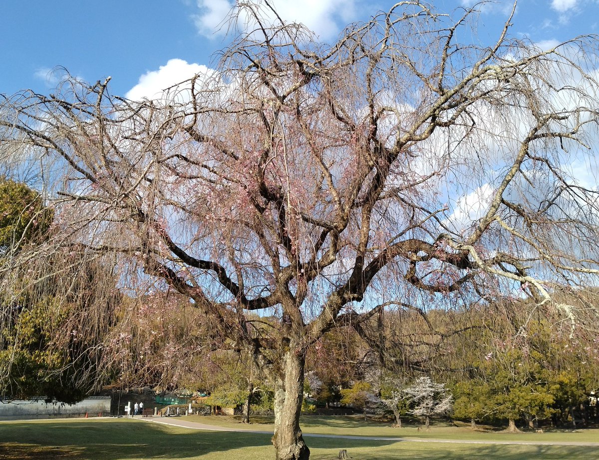 2Sheya's tweet photo. おかっぱ桜。もう蕾もついてなくて枝だけの状態。花はほとんど咲いていません⋯。悲しい(TдT)

＃しだれ桜
＃おかっぱ桜
＃東大寺裏参道 https://t.co/3Iiq3McXsL