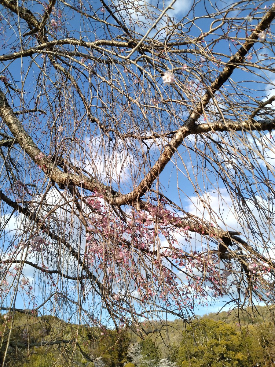 2Sheya's tweet photo. おかっぱ桜。もう蕾もついてなくて枝だけの状態。花はほとんど咲いていません⋯。悲しい(TдT)

＃しだれ桜
＃おかっぱ桜
＃東大寺裏参道 https://t.co/3Iiq3McXsL