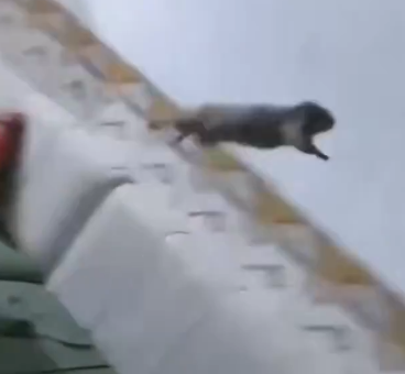 Edel Pineda tweet media